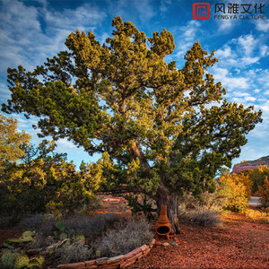 亚洲无码Av强小穴
